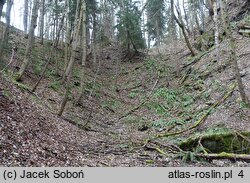 Polystichum aculeatum (paprotnik kolczysty)