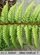 Polystichum squarrosum (paprotnik łuskowaty)