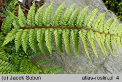 Polystichum squarrosum (paprotnik łuskowaty)