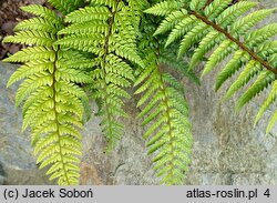 Polystichum squarrosum (paprotnik łuskowaty)