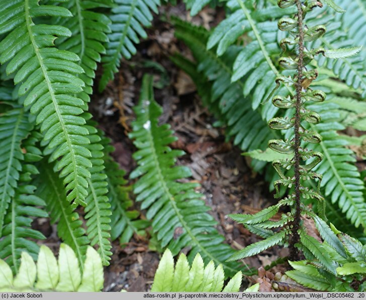 Polystichum xiphophyllum (paprotnik mieczolistny)
