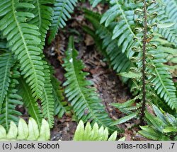 Polystichum xiphophyllum (paprotnik mieczolistny)