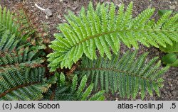 Polystichum polyblepharum (paprotnik orzęsiony)
