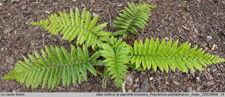 Polystichum polyblepharum (paprotnik orzęsiony)