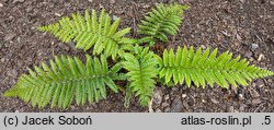 Polystichum polyblepharum (paprotnik orzęsiony)