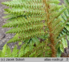 Polystichum polyblepharum (paprotnik orzęsiony)
