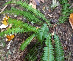 Polystichum lonchitis (paprotnik ostry)