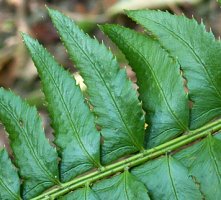 Polystichum lonchitis (paprotnik ostry)