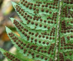 Polystichum lonchitis (paprotnik ostry)