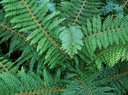 Polystichum setiferum (paprotnik szczecinkozębny)