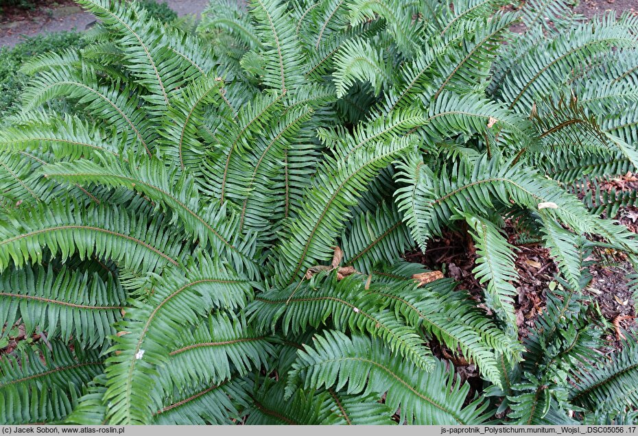 Polystichum munitum (paprotnik sztywny)