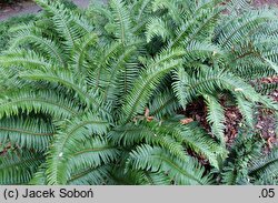 Polystichum munitum (paprotnik sztywny)