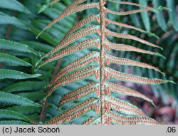 Polystichum munitum (paprotnik sztywny)