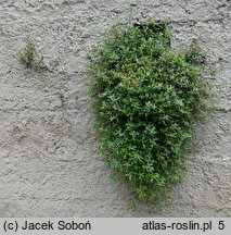 Parietaria judaica