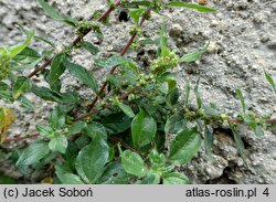 Parietaria judaica