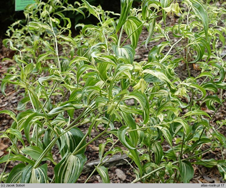 Disporum cantoniense Moonlight