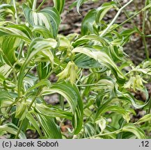 Disporum cantoniense Moonlight