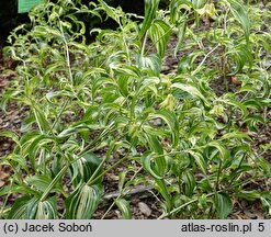 Disporum cantoniense Moonlight