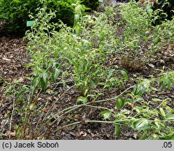 Disporum cantoniense Moonlight