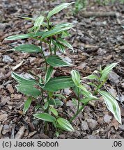 Disporum sessile ‘Variegatum’ (parnik wspaniały)