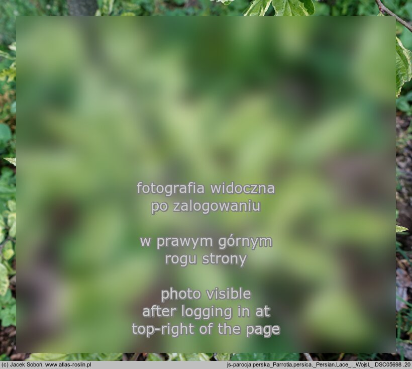 Parrotia persica Persian Lace