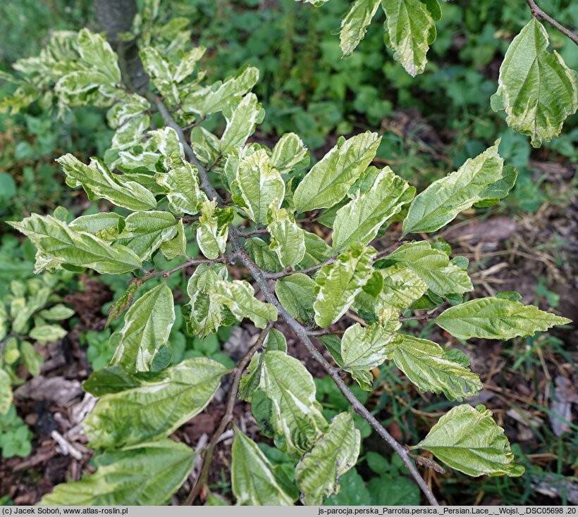 Parrotia persica Persian Lace