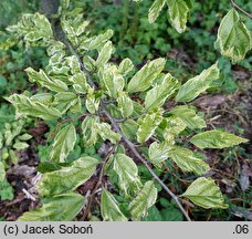 Parrotia persica Persian Lace