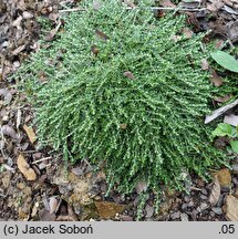 Paronychia kapela ssp. serpyllifolia (paronychia macierzankolistna)