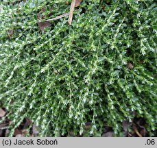 Paronychia kapela ssp. serpyllifolia (paronychia macierzankolistna)