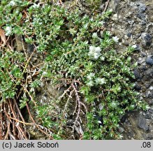 Paronychia kapela ssp. serpyllifolia (paronychia macierzankolistna)