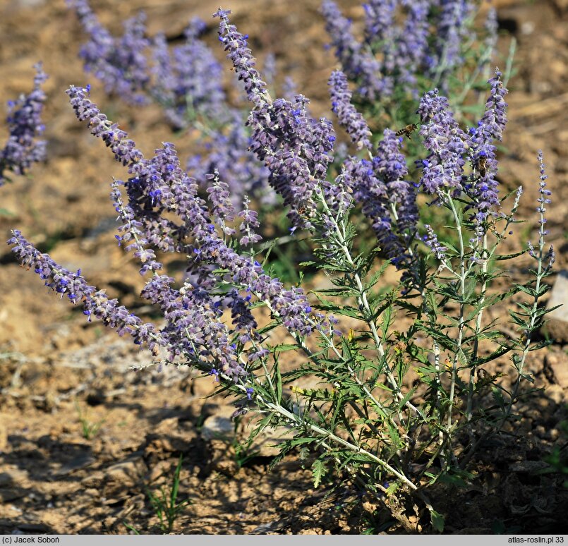 Salvia yangii Lisslitt