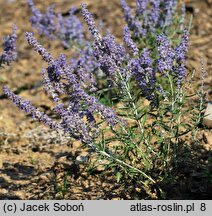 Salvia yangii Lisslitt