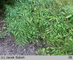 Aruncus sylvestris Kneiffii