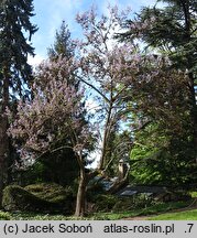 Paulownia fortunei (paulownia Fortune'a)