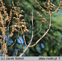 Paulownia fortunei (paulownia Fortune'a)