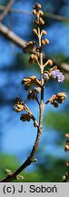 Paulownia fortunei (paulownia Fortune'a)