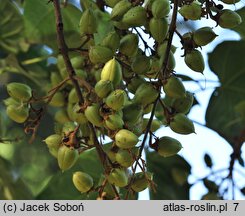 Paulownia fortunei (paulownia Fortune'a)