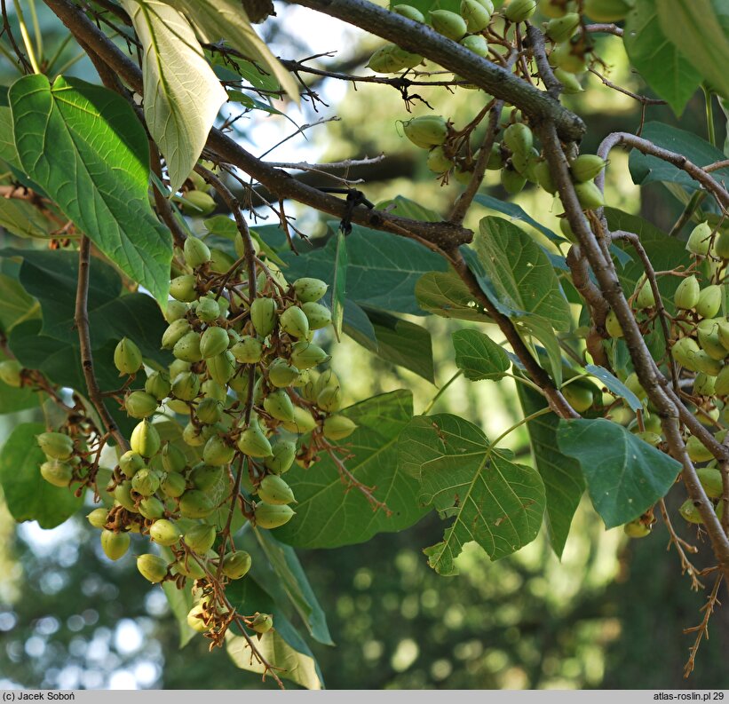 Paulownia fortunei (paulownia Fortune'a)