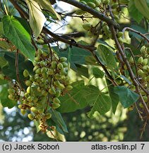 Paulownia fortunei (paulownia Fortune'a)