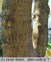 Paulownia fortunei (paulownia Fortune'a)