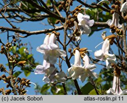 Paulownia tomentosa (paulownia cesarska)