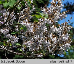 Paulownia fargesii (paulownia omszona)