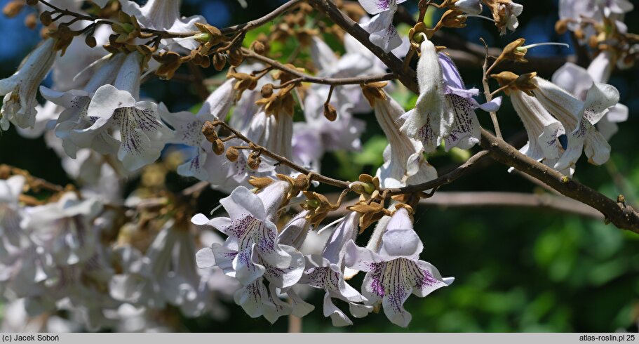 Paulownia fargesii (paulownia omszona)