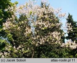 Paulownia fargesii (paulownia omszona)