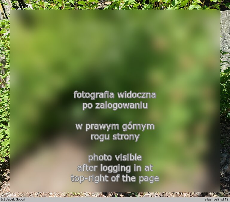 Physocarpus capitatus (pęcherznica główkowa)