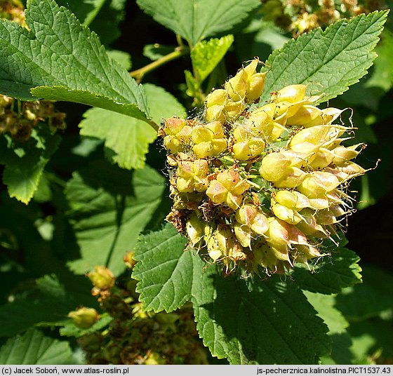 Physocarpus opuliforlius