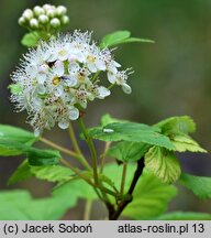 Physocarpus opulifolius Luteus