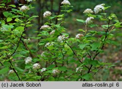 Physocarpus opulifolius Luteus