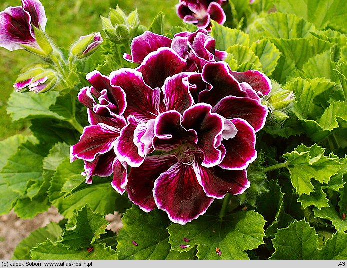 Pelargonia xgrandiflorum