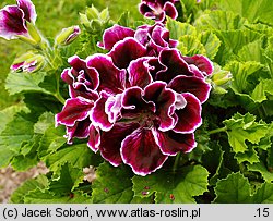 Pelargonium ×grandiflorum (pelargonia wielkokwiatowa)